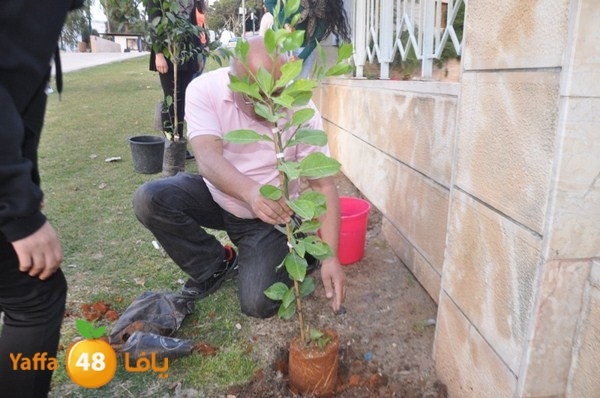 trees yaffa jamhairea (34).JPG